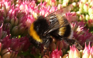 Пчела на медоносных цветах