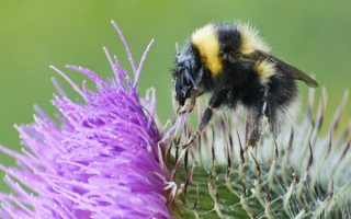Пчела на цветке