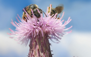 Пчелы на цветке