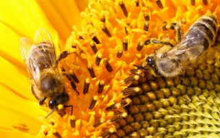 Пчелы на подсолнухе