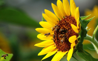 Цветущий подсолнух с пчелами