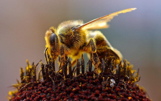 Пчела в цветочной пыльце
