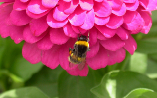 Пчела на розовом цветке