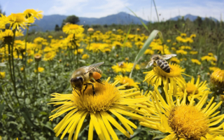 Пчелы на цветущем поле