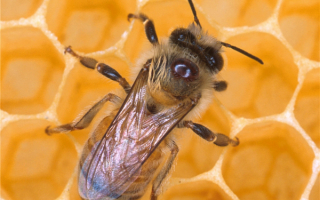 Пчела и сладкий мед