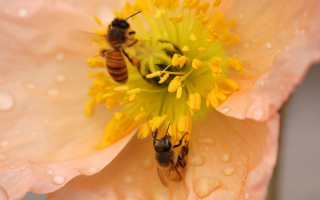 Пчелы на медоносе