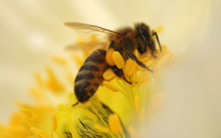 Пчела на цветке