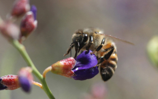 Пчела собирает урожай