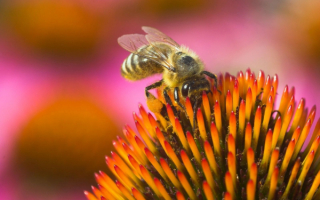 Цветок дает пчеле нектар