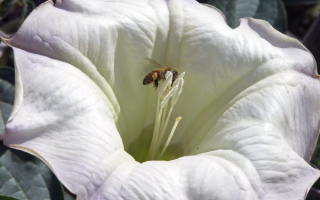 Пчела на белом цветке