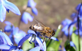Пчела на полевых цветах