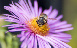 Пчела собирает нектар