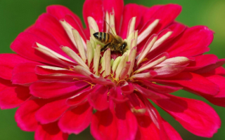 Пчела на медоносном цветке