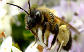 Пчела садится на цветок