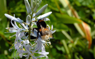 Пчела на полевом цветке