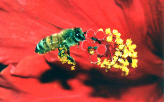 Пчела в полете