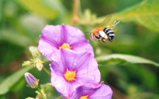 Пчела летит за нектаром