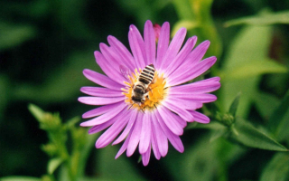 Цветок и пчела