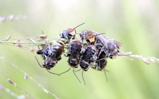 Пчелы на цветах