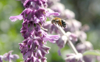 Пчела летит за нектаром