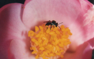 Пчела на розовом цветке