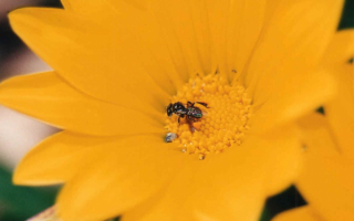 Пчела на желтом цветке