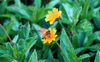 Цветы и пчела