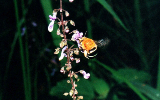 Пчела у цветка