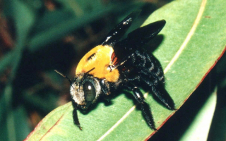Пчела на зеленом листе