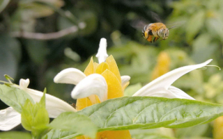 Полет пчелы