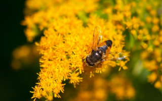 Пчела на желтых цветах