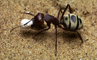 Муравей с добычей