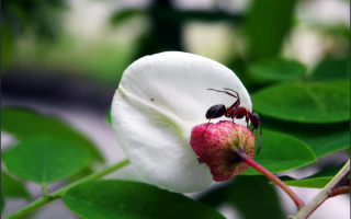 Муравей на цветке