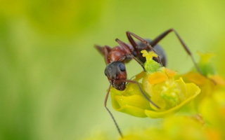 Муравей на охоте