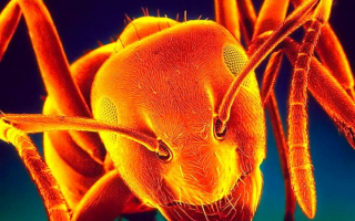 Рыжий муравей