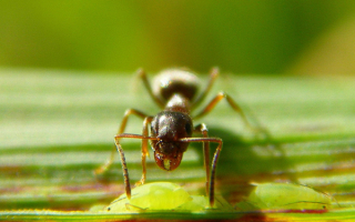 Муравей на зеленом листе