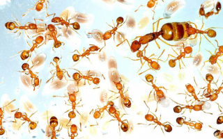 Рыжие муравьи