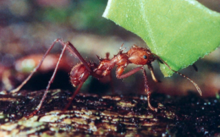 Муравей трудяга