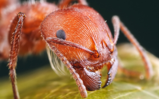 Голова рыжего муравья
