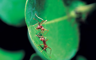 Два муравья на листочке