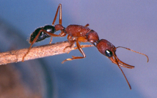 Муравей на соломинке