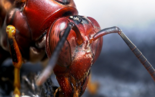 Муравей питается