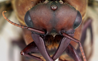 Аргентинский муравей