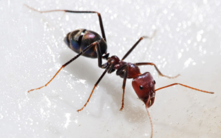 У муравья свои дела