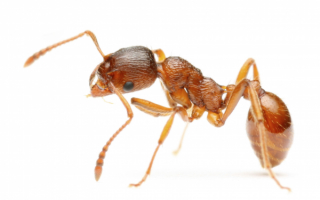 Рыжий муравей