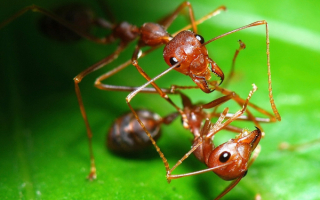 Муравьиная драка