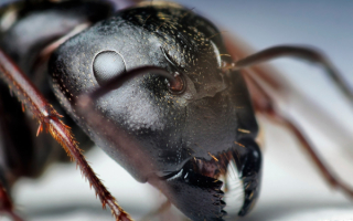 Голова черного муравья