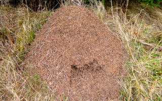 Муравейник в лесу