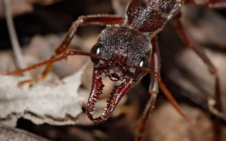 Челюсти муравья
