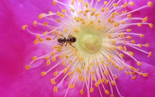 Муравей на цветке